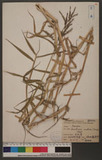 Brachiaria mutica (Forsk.) Stapf کԯ