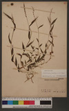 Oplismenus hirtellus (L.) P. Beauv. D̯