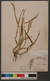 Eriochloa villosa (Thunb.) Kunth 