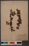 Pyracantha koidzumii (Hayata) Rehder OF