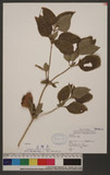 Synedrella nodiflora (L.) Gaert. yb