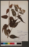 Eupatorium chinense L. var. tozanense (Hayata) Kitamura sA