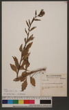Erigeron annuus (L.) Pers. ճ