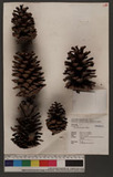 Pinus elliottii Engelm. aQ