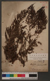 Cyathea lepifera (J. Sm. ex Hook.) Copel. 