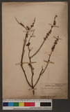 Ocimum basilicum L...
