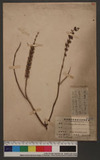 Ocimum basilicum L...