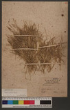 Zoysia japonica Steud. \