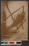 Miscanthus japonicus Anderss.