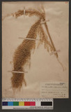 Miscanthus japonicus Anderss.