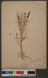 Erythraea spicata (L.) Pers.