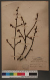 Prunus campanulata Maxim. 山櫻花