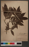 Photinia taiwanensis Hayata 臺灣石楠