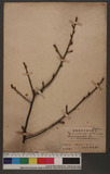 Prunus campanulata Maxim. 山櫻花