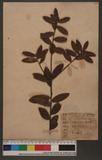 Quercus phillyrioides A. Gray R