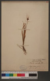 Luzula spicata (L....