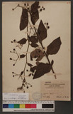 Scrophularia yoshimurae Yamazaki Ȱ