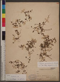 Lindernia crustacea (L.) F. Muell. Žަ