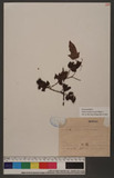 Rubus trianthus Focke Wa_l