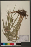 Carex doniana Spre...