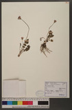 Gerbera anandria (L.) Sch. Bip. jB