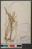 Deyeuxia arundinacea (L.) P. Beauv. ĪCT