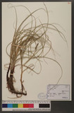 Carex pumila Thunb...