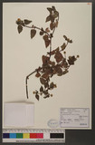 Acmella paniculata (Wall. ex DC.) R. K. Jansen s