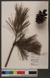 Pinus morrisonicola Hayata OWQ