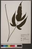 Tectaria simonsii (Beddome) Ching `Te