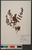 Dryopteris chrysocoma (Christ) C. Chr. 