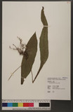 Leptochilus decurrens Blume ܿ