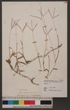 Digitaria mollicoma (Kunth) Henrard 