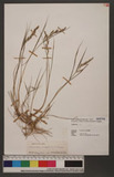 Echinochloa crus-galli (L.) P. Beauv. 稗