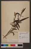 Spodiopogon tainanensis Hayata Onjo~