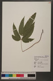 Pteris cretica L. var. laeta (Wall.) C. Chr. & Tard.-Blot ︭