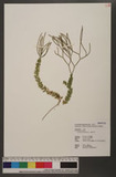 Lycopodium phlegmaria L. 垂枝石松