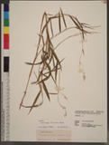 Spodiopogon tainanensis Hayata Onjo~