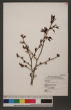 Prunus takasago-montana Sasaki 山白櫻