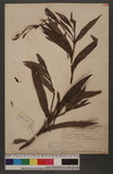 Polygonum barbatum L. var. gracile (Danser) Steward