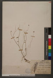 Wahlenbergia marginata (Thunb.) A. DC. Ӹ