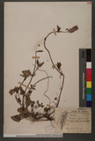 Prunella vulgaris L. L\