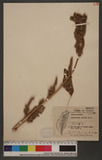Amaranthus viridis...