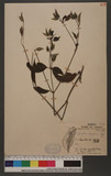 Dicliptera longiflora Hayata EYl