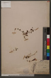 Torenia concolor Lindley ˦aG
