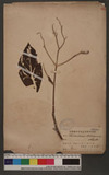 Trichodesma khasianum C. B. Clarke ļ