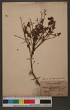 Spiraea pseudoprunifolia Hayata 笑靨花