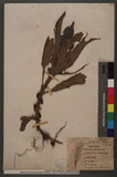 Forrestia chinensis N. E. Br.