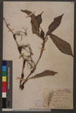 Forrestia chinensis N. E. Br.