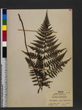 Dennstaedtia scabra (Wall. ex Hook.) T. Moore J
